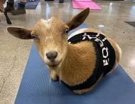 Indoor Goat Yoga - 6pm