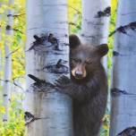 Paint Nights with James! - Black Bear Cub in Aspens