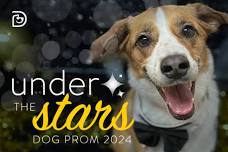 DOG PROM 2024