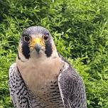 Raptors (And a Groundhog!) in the Garden