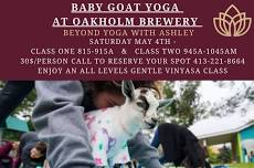 Baby Goat Yoga at Oakholm Brewery