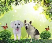 Maltese & Husky Salon Breed Week!