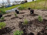 Sam Michaels Park Tree Planting