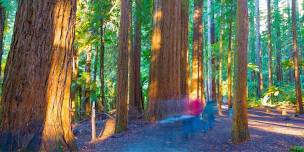 Shinrin-Yoku: Forest Bathing for your Health and Wellbeing