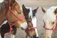 Board Meeting — Topeka Round Up Club