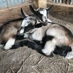 April 26th Baby Goat Cuddling