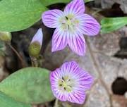 Spring Wildflower Walk — Park-McCullough Historic Governor’s Mansion