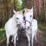 Enchanted Forest Unicorn Encounter