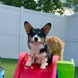 INTERNATIONAL CORGI DAY