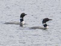 Summer LoonWatch at Kejimkujik National Park and National Historic Site