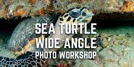 Sea Turtle Photo Workshop