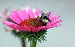 Pollinator Appreciation & Insect Bioblitz