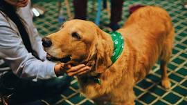 Intro to Therapy Dog