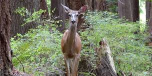 Signs of Spring on the Upland Trail: Junior Ecologists (ages 6-9)