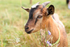 Goat Hike! September 29, 2024 10AM-11AM