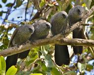 Bird Camp in the Darling Downs