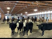 Stockmanship Clinic - Obstacles with Cattle - June