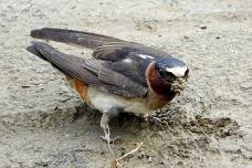 Berkshire Green Drinks: “Northeastern Cliff Swallows: A Conservation Adventure Part II” with Linda Merry