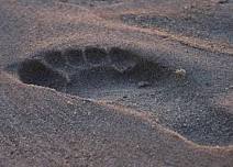 Footprints in the Changing Sand