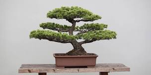 Toowoomba Bonsai Group Exhibition