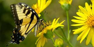 Butterfly Walk