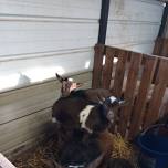 Baby Goat Snuggle Sessions #4 (this will be our last date of the season)