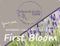 Blue Winds Farm - First Lavender Bloom Party!