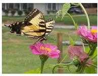 Work Session - Pollinator Garden at Extension Office