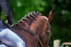 Aberdeen Farm Dressage Show X