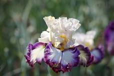 Magic Valley Iris Society