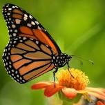 FREE EDUCATIONAL SESSION: Mowing to Monarchs