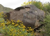 Maricopa County Parks and Recreation: Metate Trail Full Moon Hike