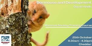 Dormouse and Development