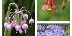 Native Plant Plugs Sale