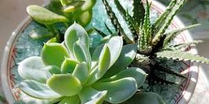 Workshop: Create Your Own Teacup Succulent Arrangement