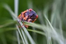 Fun With Cicadas