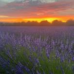 An Evening at The Lavender Fields Hampshire ~ Friday 5th July 2024