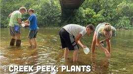 Creek Peek: Plants