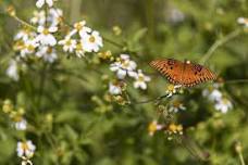 9-28-2024  Pollinators