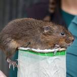 Water Voles - Ecology and Conservation