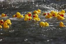 Inaugural Duck Regatta