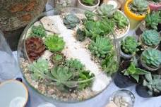 Succulent Terrarium Workshop