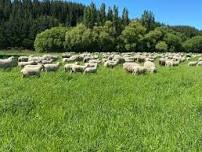 Manawatu-Whanganui: Fresh Thinking for Profitable Farming — Quorum Sense