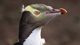 Eyes In the Lives of Penguins