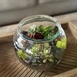 Glass Bubble Terrarium