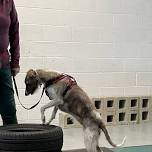 Canine Parkour