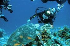 Ras Mohammed Snorkeling Tour by Boat: Dive into the Dazzling Diversity of Marine Life