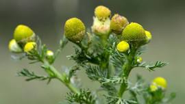 Foraging Harvest Helpers: Pineapple W**d