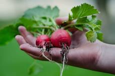 Step by Step Introduction to Biodynamic Gardening: Midlands Workshop