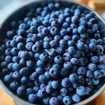 Pick-Ur-Own Blueberries at Sunset